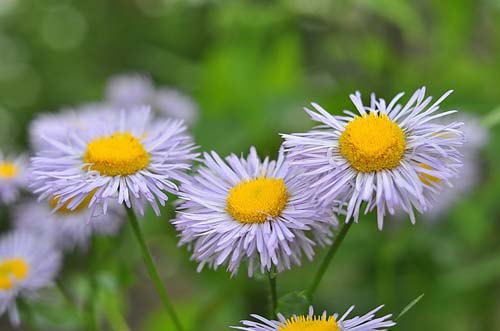 Объектив Гелиос 44M-4 для M42 пример фото