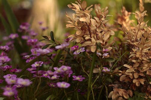 Объектив Гелиос 44M-4 для M42 пример фото