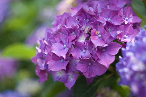 Объектив Гелиос 44M-4 для M42 - пример фото