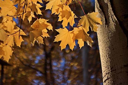 Объектив Гелиос 44M-4 для M42 - пример фото