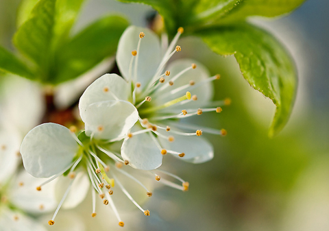 Объектив Гелиос 44М-6 для Olympus 4/3 - пример фото