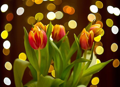 Объектив Гелиос 44М-6 для Olympus 4/3 - пример фото