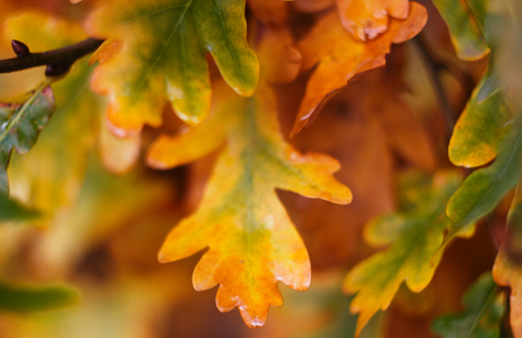 Объектив Гелиос 44М-6 для Olympus 4/3 - пример фото