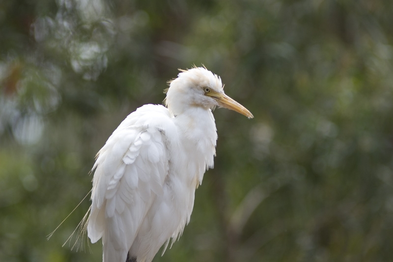 Объектив Юпитер-21М 200мм F4 для Sony Alpha (A-mount)